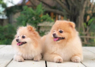 博美犬什么不能吃(饮食禁忌)