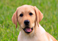 拉布拉多混血和纯种的区别（是什么）