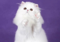 波斯猫什么价格(价位)