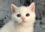 英国短毛猫聪明吗(为什么)