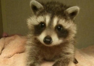 小浣熊宠物多少钱一只(市场价)