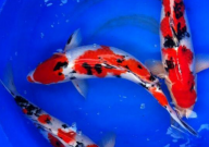 锦鲤吃红虫吗(有什么好处)