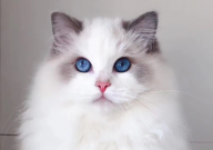 布偶猫适合吃哪种猫粮（比较好）