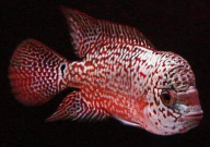 罗汉鱼需要加盐吗(为什么)