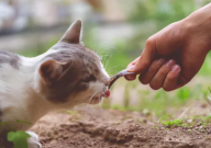 宠物猫会吃鱼吗(为什么)