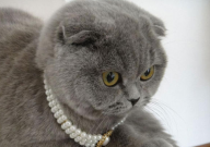 养折耳猫三大好处(是什么)