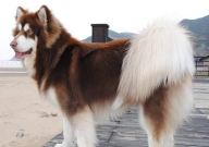 阿拉斯加犬掉毛吗(为什么)