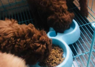 狗粮不泡水能给幼犬吃吗(需要吗)