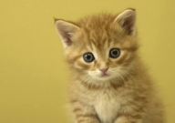 猫咪绝育后性格会变吗(是不是会变温顺一些)