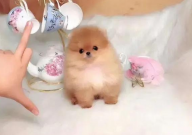 茶杯犬是博美吗(有什么区别)