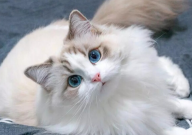 布偶猫可以吃蛋糕吗(为什么)