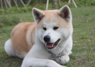 怎样训练秋田犬跟着主人走(走路)