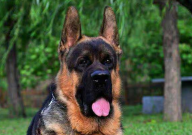 德国牧羊犬是烈性犬吗（凶猛吗）