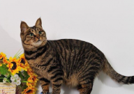 宠物店狸花猫一般多少钱(幼崽)