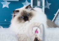新手可以养布偶猫吗（好吗）