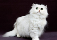 白色波斯猫多少钱(一只)