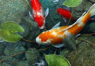 锦鲤能喂面包虫吗(怎么喂)