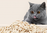 豆腐猫砂和膨润土猫砂区别(优缺点)