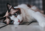 猫怀孕吃什么猫粮(比较好)