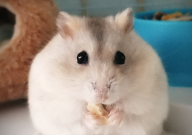 仓鼠能吃柿子吗(为什么)