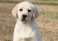 拉布拉多可以吃玉米吗（玉米粒）