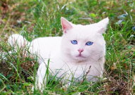 宠物猫在农村丢了怎么找（方法）