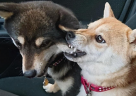秋田犬是烈性犬吗(为什么)