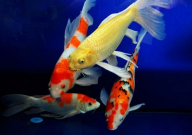 水族箱养锦鲤注意事项(有哪些)