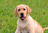 拉布拉多太粘人怎么办（走哪跟哪）