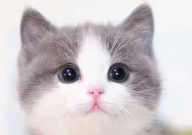 猫过敏吃什么药(好使)