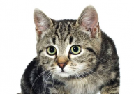 10斤猫砂一只猫可以用多久(大概)