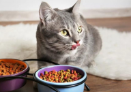 猫粮会坏吗(怎么储藏)