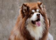 阿拉斯加犬幼犬怎么养(好养吗)
