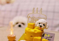 宠物烘焙赚钱吗(行业)