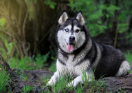 家里养哈士奇好吗（吉利吗）