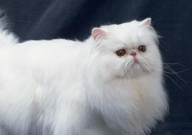 波斯猫跟加菲猫的区别(是什么)