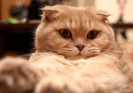 银渐层是折耳猫吗（区别）