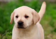 拉布拉多和柴犬哪个适合家养（区别）