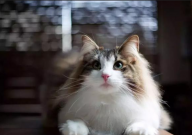 挪威森林猫性格(怎么样)