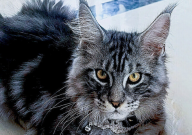 缅因猫六趾好不好（6指好还是5指好）