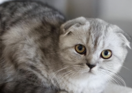 折耳猫一定会发病吗（不一定）