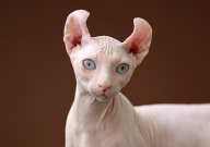 无毛猫怎么洗澡(方法)