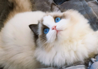 布偶猫为什么贵(价格)