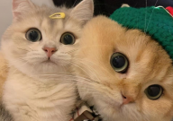 猫咪多大开始吃猫粮（幼猫）
