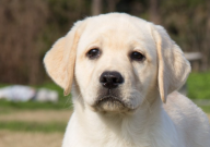 拉布拉多流鼻涕是怎么回事（正常吗）