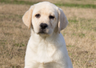 拉布拉多会吃屎吗（为什么）