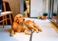 黄金猎犬是金毛吗(为什么)