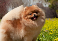 博美犬有体臭吗(严重吗)