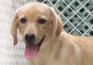 拉布拉多黑的好还是白的好（有什么区别）