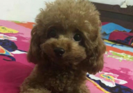 贵宾犬怎么训练上厕所(大小便)